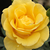 Geel - Floribunda roos - Goldbeet